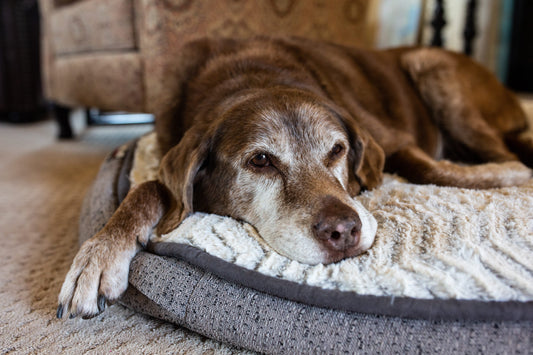 Looking for the Most Comfortable Dog Beds? Discover the Cloud K9 Difference
