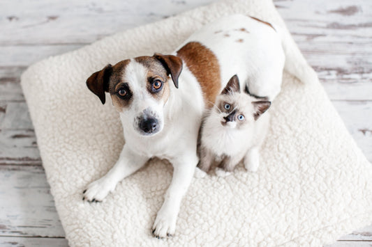 Pet Odor Eliminator