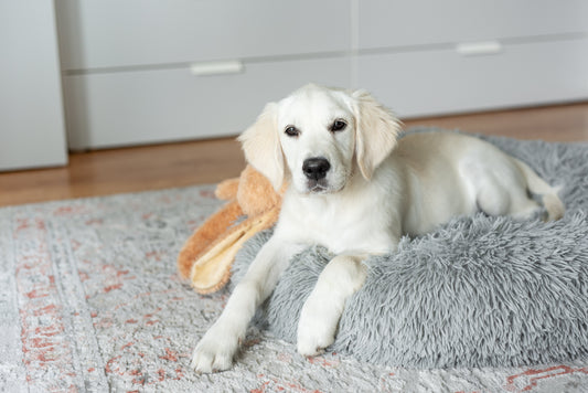 Washable Dog Bed