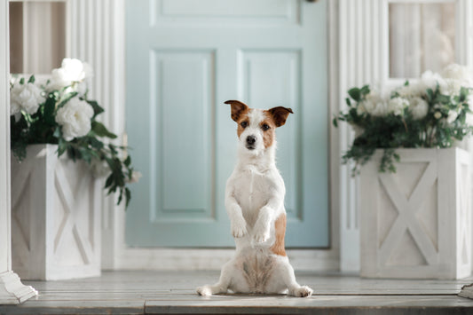 Dog Doormat For Muddy Paws